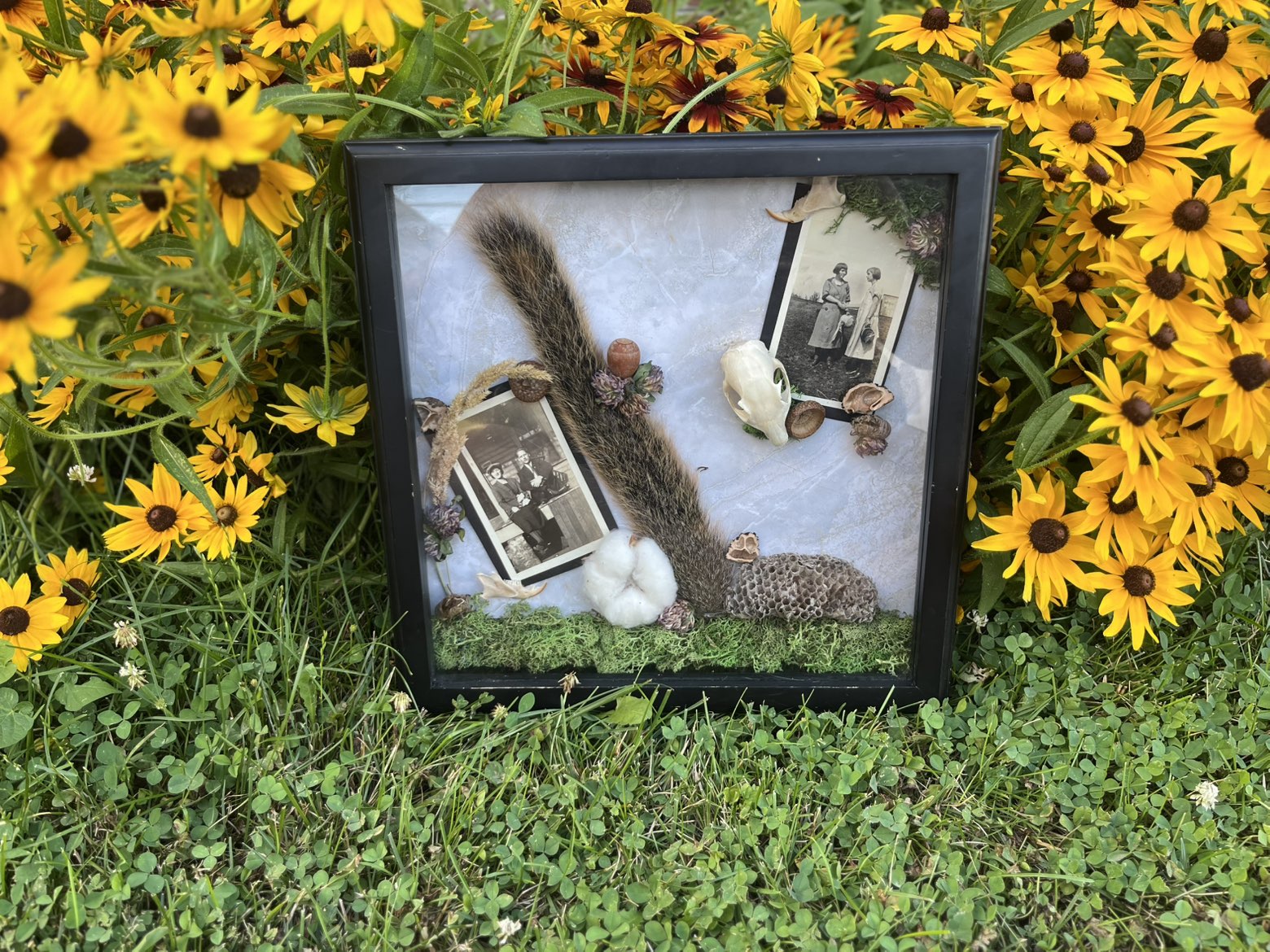 Squirrel, Honeycomb, and Vintage Pictures Decor