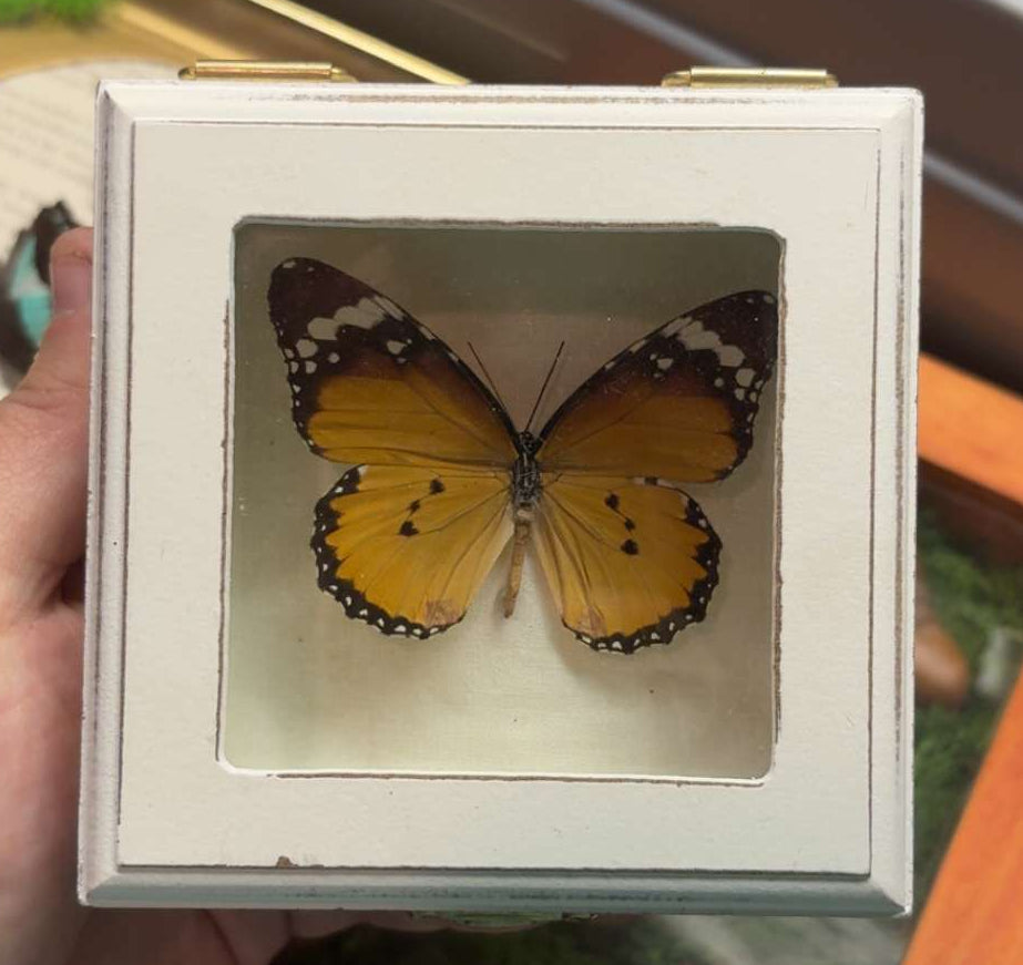 Butterfly in a Box
