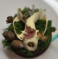 Skunk Open Terrarium